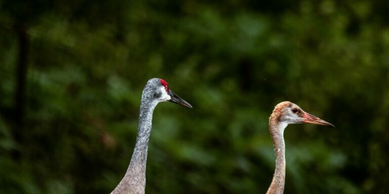 pexels-caleb-falkenhagen-216813613-33684190