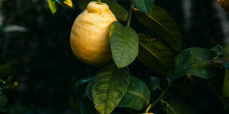 pexels-egor-litvinov-350217067-19042802